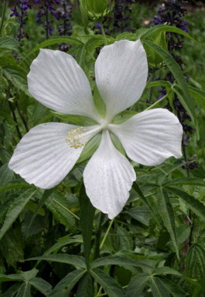 Hibiscus coccineus Alba