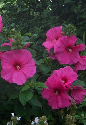 Hibiscus moscheutos