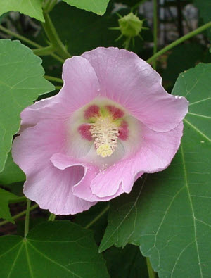 Hibiscus mutabilis