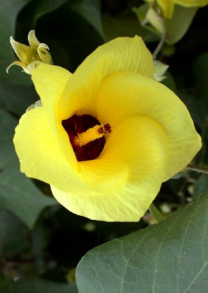 Hibiscus tiliacius