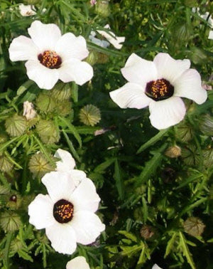 Hibiscus trionum