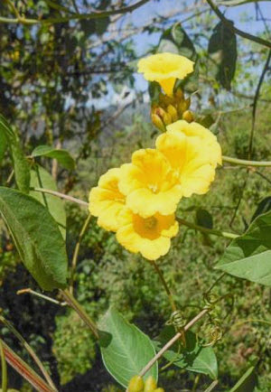 Ipomoea aurantiaca