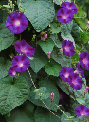 Ipomoea purpurea (Grandpa Ott)