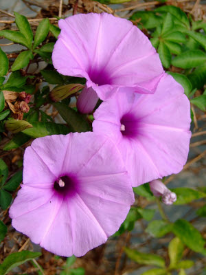 Ipomoea palmata