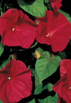 Ipomoea Scarlet OHara