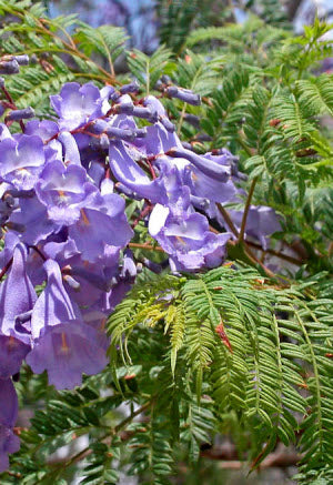 Jacaranda mimosifolia