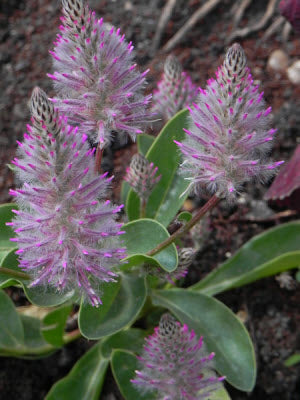 Ptilotus exaltatus Joey