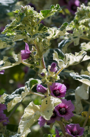 Lavatera arborea variegata