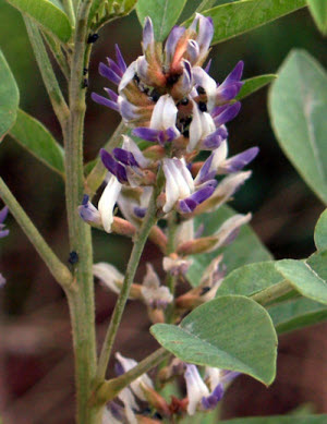 Glycyrrhiza glabra