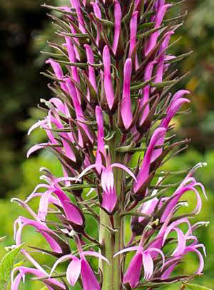 Lobelia fistulosa