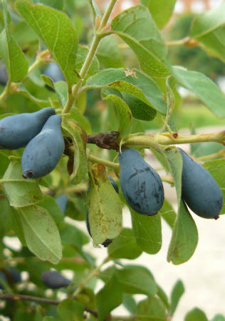 Lonicera caerulea