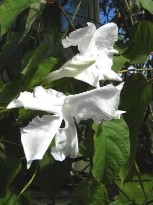 Mandevilla sauveolens