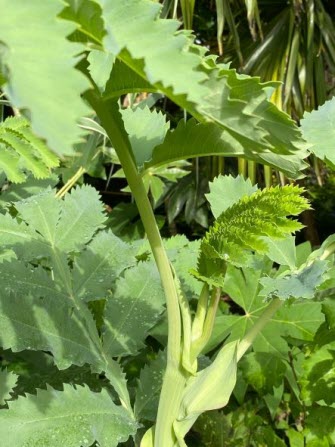 Melianthus major