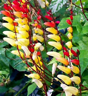 Mina lobata Jungle Queen