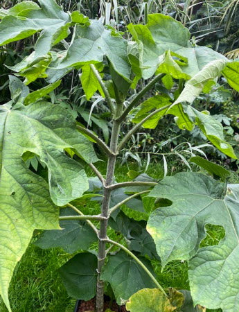 Montanoa hibiscifolia