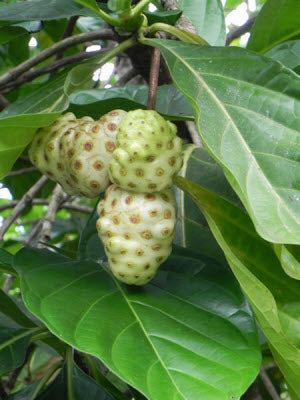 Morinda citrifolia