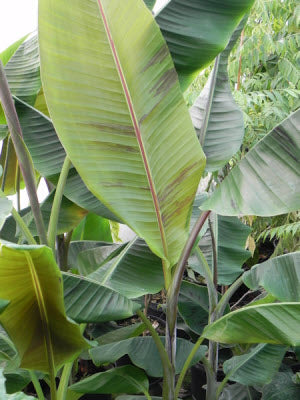 Musa Helens Hybrid