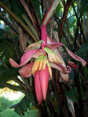 Musa mannii