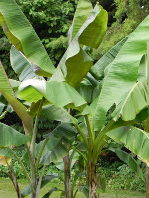 Musa sikkimensis x paradisiaca