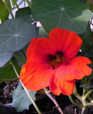 Nasturtium Blue Pepe