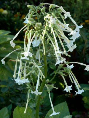 Nicotiana sylvestris Only The Lonely