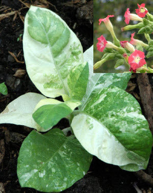 Nicotiana tabacum variegatum