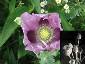 Papaver Somniferum Giganteum