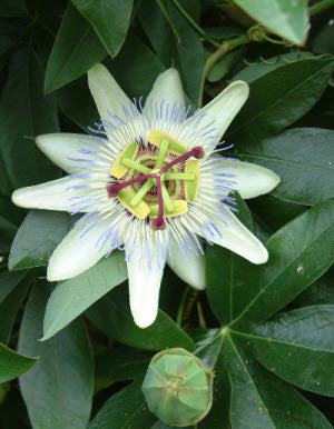 Passiflora caerulea