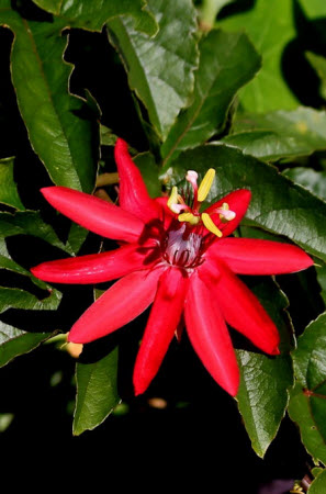 Passiflora coccinea