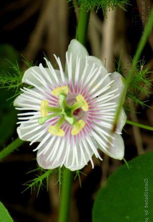 Passiflora foetida