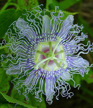 Passiflora incarnata