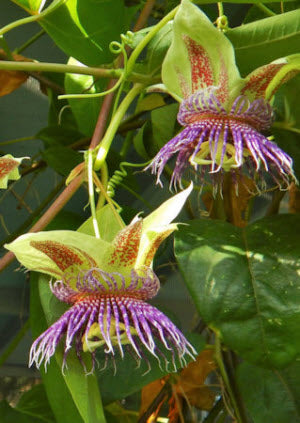 Passiflora maliformis