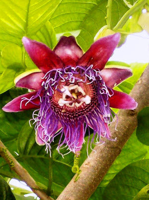 Passiflora quadrangularis