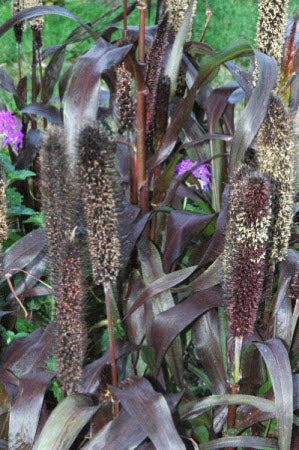 Pennisetum glaucum Purple Baron