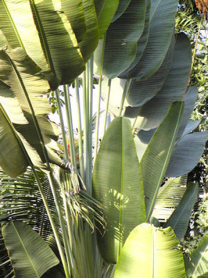 Phenakospermum guyannense