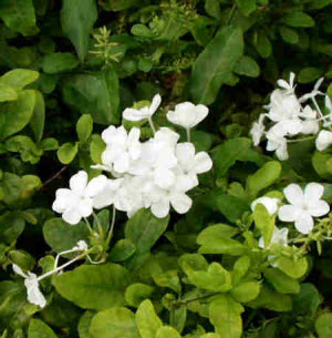 Plumbago capensis alba