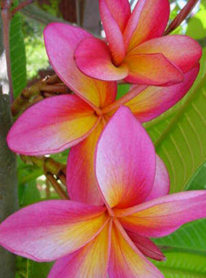 Plumeria rubra