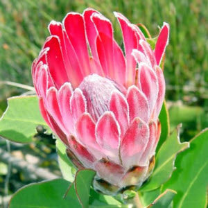 Protea compacta