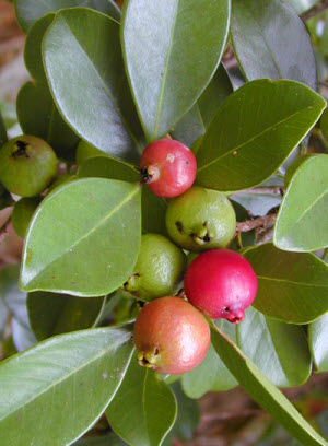 Psidium cattleianum var montana