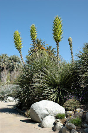 Puya chilensis