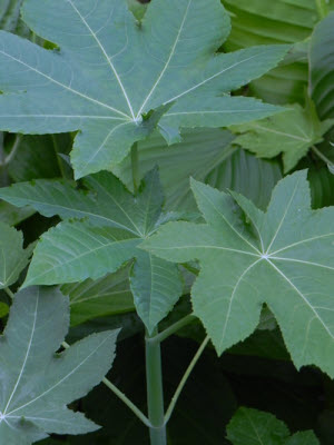 Ricinus Blue Giant