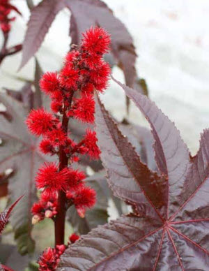 Ricinus Gibsonii