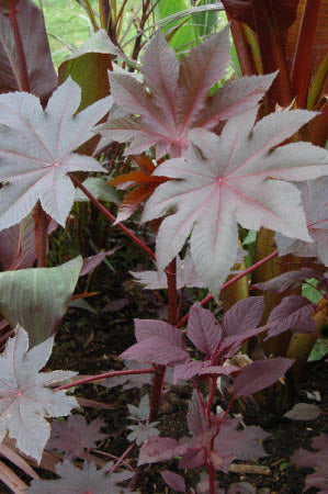 Ricinus New Zealand Purple