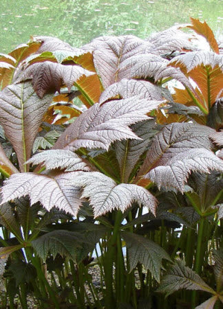 Rodgersia pinnata Henrici hybrids