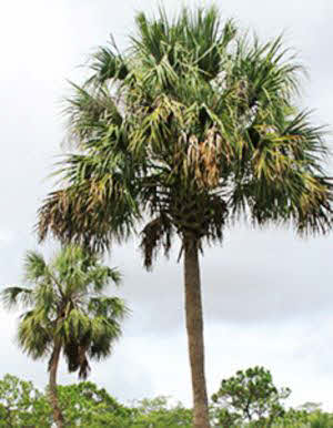 Sabal palmetto