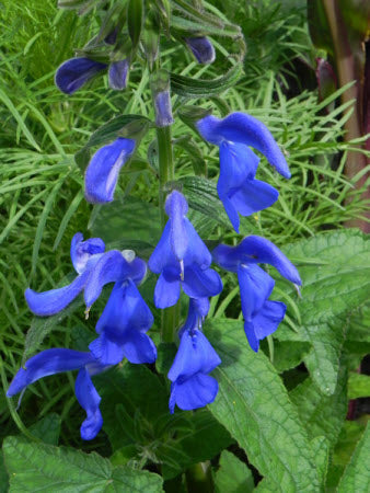 Salvia patens