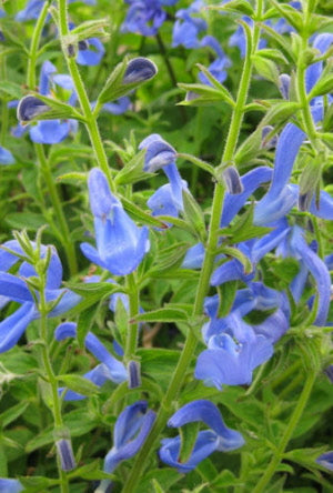 Salvia patens Patio Sky Blue