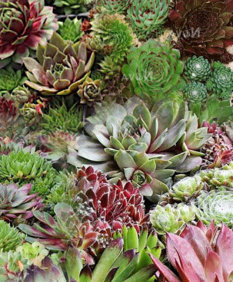 Sempervivum Species Mixed