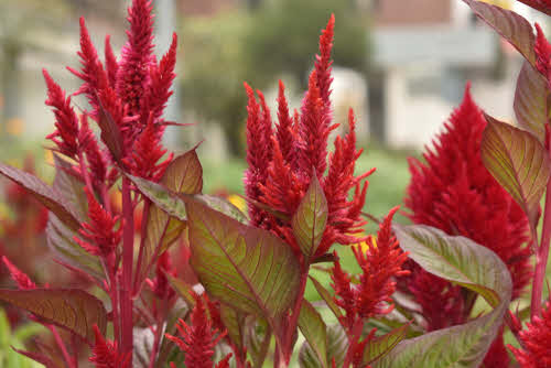 Celosia Dragons Breath