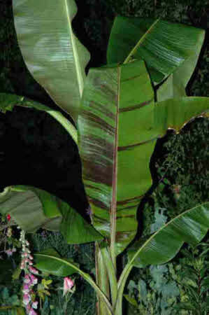 Musa sikkimensis Manipur Massive